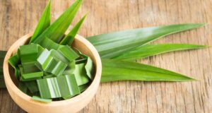 5 Manfaat Daun Pandan