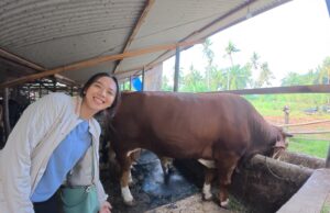 Tabel Angsuran KUR BRI 2025 Lengkap, Cocok untuk Pelaku UMKM, Petani, dan Peternak