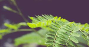 Yuk! Kita Ketahui Manfaat Dari Daun Kelor