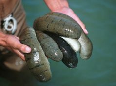 Tak Hanya Hidup di Laut, Ini 6 Manfaat Luar Biasa Teripang bagi Kesehatan