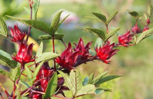 Kenali Manfaat Luar Biasa Bunga Rosela bagi Kesehatan